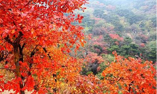 北京香山公园红叶_北京香山公园红叶最佳时间