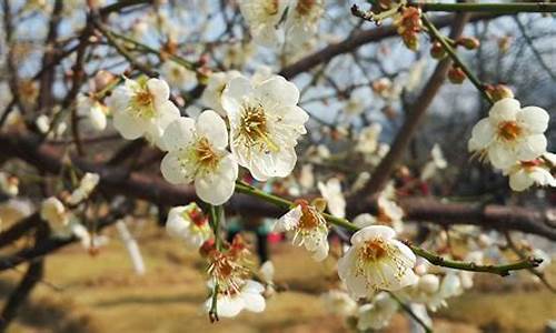 广州萝岗香雪公园梅花节2024_广州萝岗香雪公园梅花节202