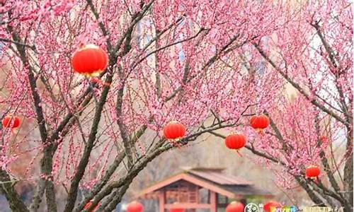 莘庄公园梅花节门票_莘庄公园梅花节门票多少钱